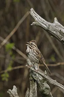Melospiza: Song Sparrow