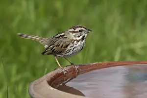Melospiza: Song Sparrow