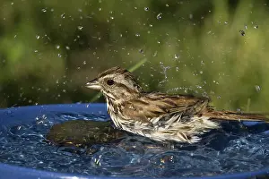 Melospiza: Song Sparrow
