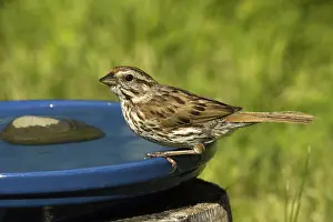 Melospiza: Song Sparrow