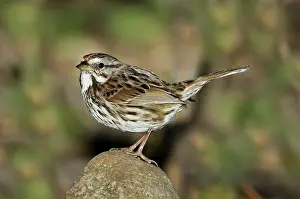 Melospiza: Song Sparrow