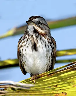 Calls: Song Sparrow