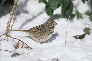 Melospiza: Song Sparrow