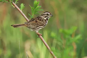 Migrate: Song Sparrow
