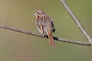 Sparrow: Song sparrow