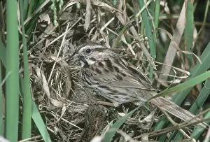 Bringing: Song Sparrow Feeding Chicks