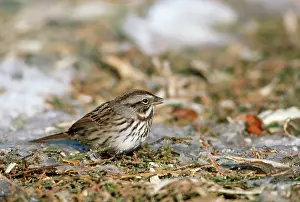 Maureen Brown: Song Sparrow - feeding on icy ground
