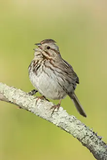 Melospiza: Song Sparrow - Melospiza melodia - Perched in lichen