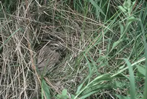 Melospiza: Song Sparrow at Nest