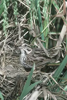 Melospiza: Song Sparrow at Nest