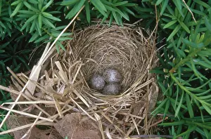 Melospiza: Song Sparrow Nest with Eggs