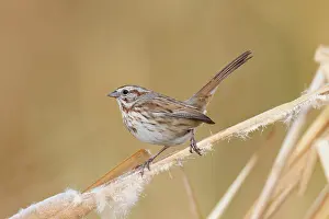 Melospiza: Song Sparrow - pale race