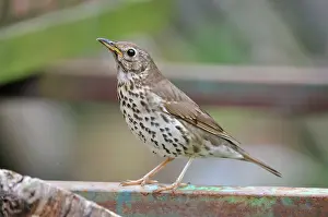 Philomelos: Song Thrush