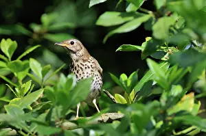Philomelos: Song Thrush