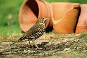 Philomelos: Song THRUSH