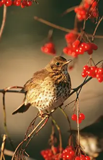 Philomelos: Song THRUSH