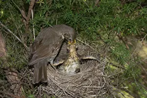 Philomelos: Song Thrush