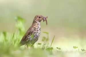 Earthworm: Song Thrush