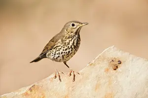 Philomelos: Song Thrush