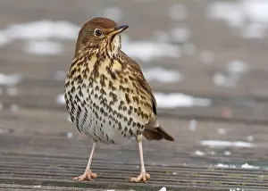 Turdidae: Song Thrush