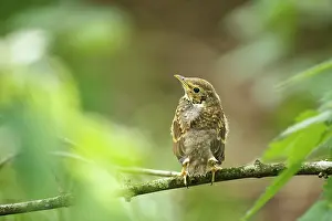 Philomelos: Song Thrush