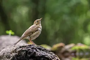 Bekes: Song Thrush