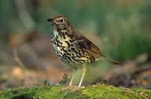 Turdidae: Song Thrush