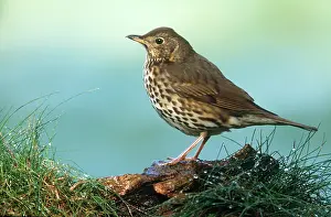 Turdidae: Song Thrush