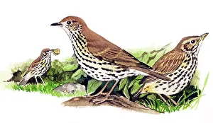 Philomelos: Song Thrush