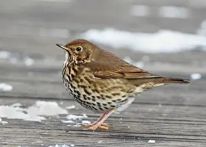 Turdidae: Song Thrush