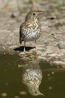 211220: Song Thrush - adult trush standing at waters edge