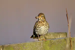 Philomelos: Song Thrush - with a banded snail in mouth