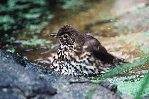 Thrushes: SONG THRUSH - bathing