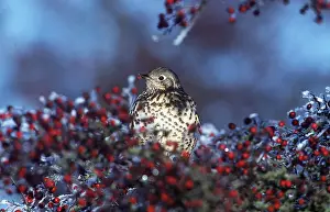 Thrushes: SONG THRUSH - in berry tree