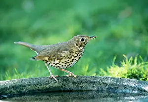 Philomelos: Song THRUSH - on bird bath