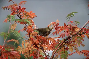 R T Smith: SONG THRUSH - on bush with berries