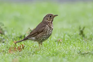 Philomelos: Song Thrush - on dew covered lawn