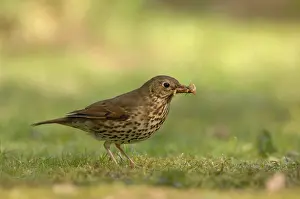 Earthworms: Song Thrush - eating worm