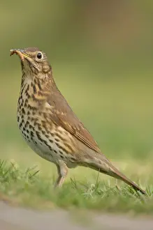 Earthworms: Song Thrush - eating worm