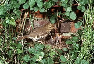 Hedgerow: SONG THRUSH - feeding young at nest