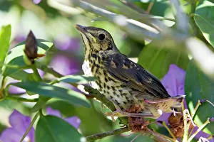 Philomelos: Song Thrush - fledgeling perched in Rhododendron