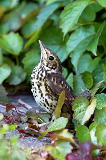 Philomelos: Song Thrush - fledgeling sky pointing - in garden