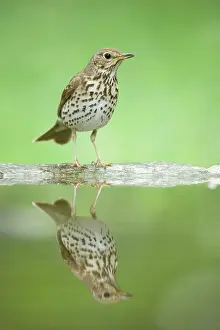 Philomelos: Song Thrush - at forest pool