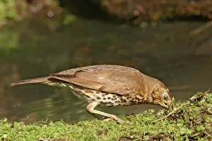 Membrane: Song thrush - gathering nest material and showing