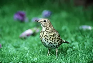 Thrushes: SONG THRUSH - in grass, close-up
