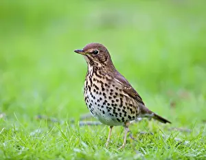 Philomelos: Song thrush - on grass three quarter view