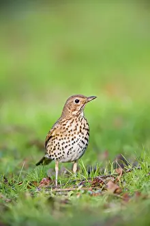 Philomelos: Song thrush - on grass front view