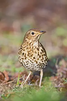 Philomelos: Song thrush - on grass front view