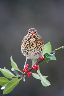 Philomelos: Song Thrush - on a holly tree with berry in mouth