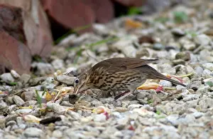 Intelligence: Song Thrush - Juvenile